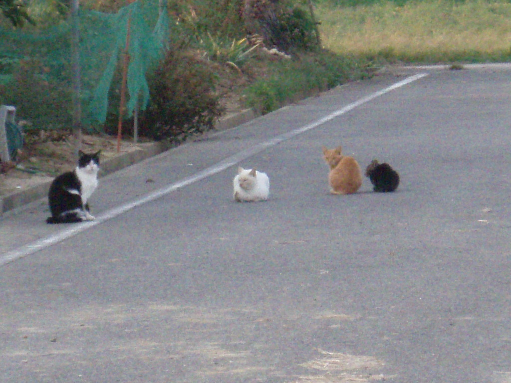 猫|共栄建設株式会社