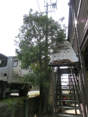 木の伐採|共栄建設株式会社